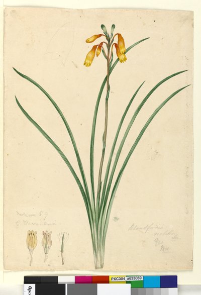 Page 59. Blandfordia nobilis by John William Lewin